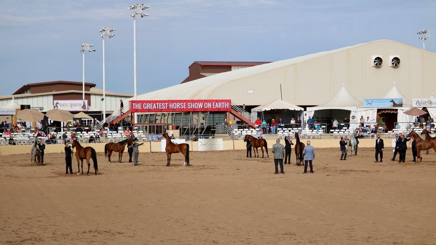 Arabian horse and rider competing at the Scottsdale Arabian Horse Show at WestWorld